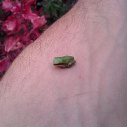 Close-up of insect