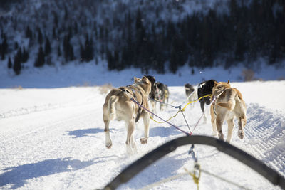 Rear view of sled dogs pulling sleigh on snow covered landscape