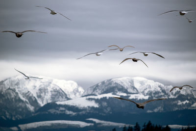 Seagulls flying over snowcapped mountains against sky