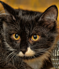 Close-up portrait of a cat