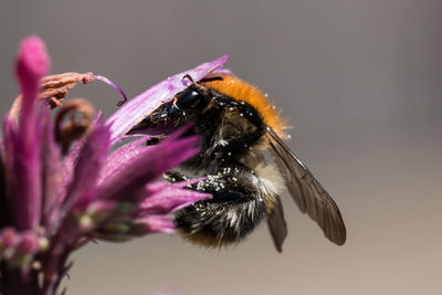 Close-up of butterfly pollinating on thistle