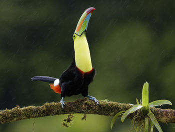 Close-up of bird perching on branch