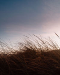 Scenic view of field against sky at sunset