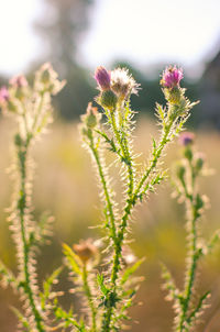 Close-up of flowering plant on field