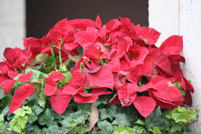 Close-up of red flowers