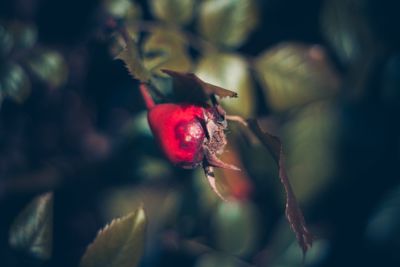 Close-up of red berries on plant