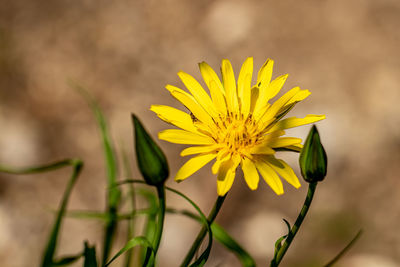 Flower in meadow