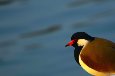 Close-up side view of a bird