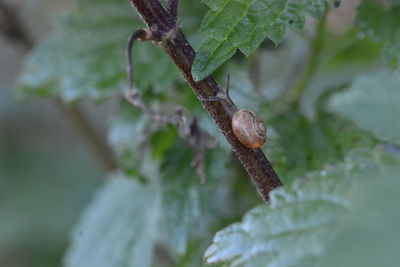 Close-up of snail on plant