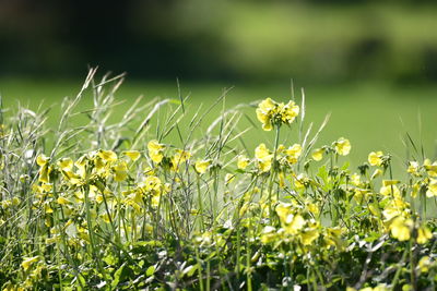 Close-up of yellow flowering plants on field