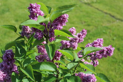 Close-up of purple flowers