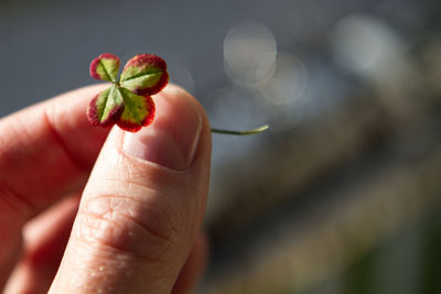 Cropped hand of person holding flower