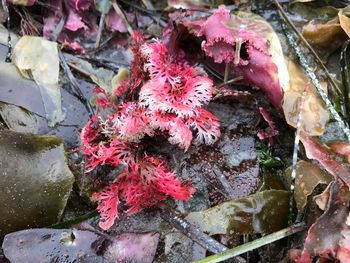 High angle view of flowers in water