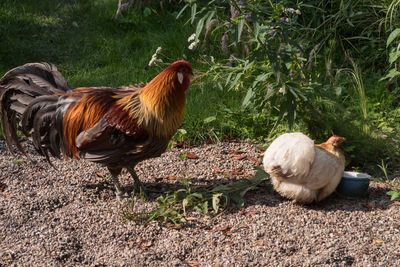 Close-up of rooster on field