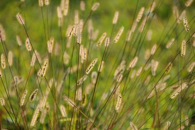 Close-up of plants on field
