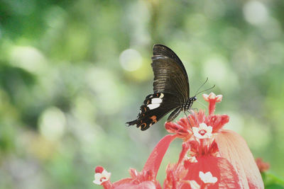 Close-up of butterfly pollinating on flower