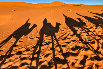 Shadow of a desert on sand