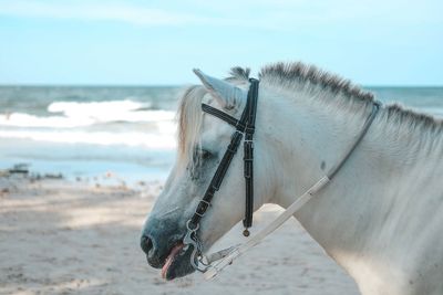 Side view of a horse on the beach