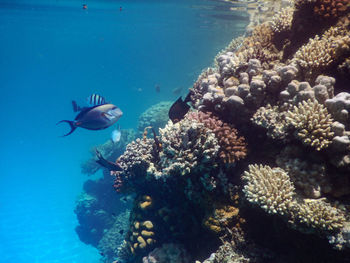 High angle view of swimming in sea
