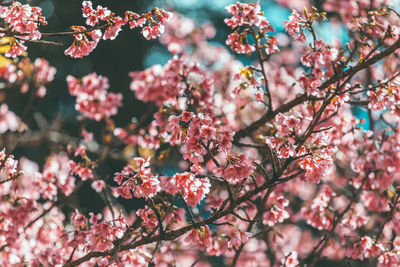 Close-up of pink cherry blossoms blooming on tree branches