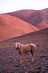 Horse standing on field