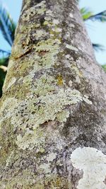 Low angle view of lichen on tree trunk