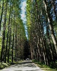 Road amidst trees in forest