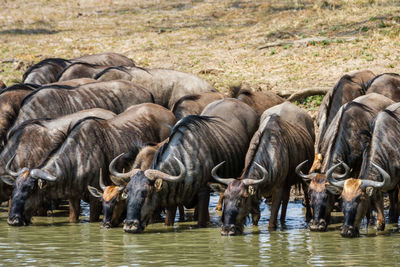 Wildebeest drinking water in lake