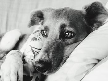 Close-up of dog lying on bed