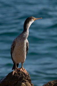 Close-up of bird perching on rock