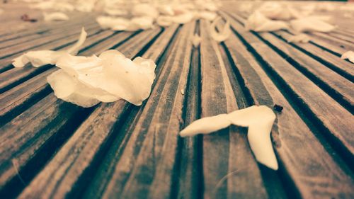 High angle view of mushrooms on wooden table