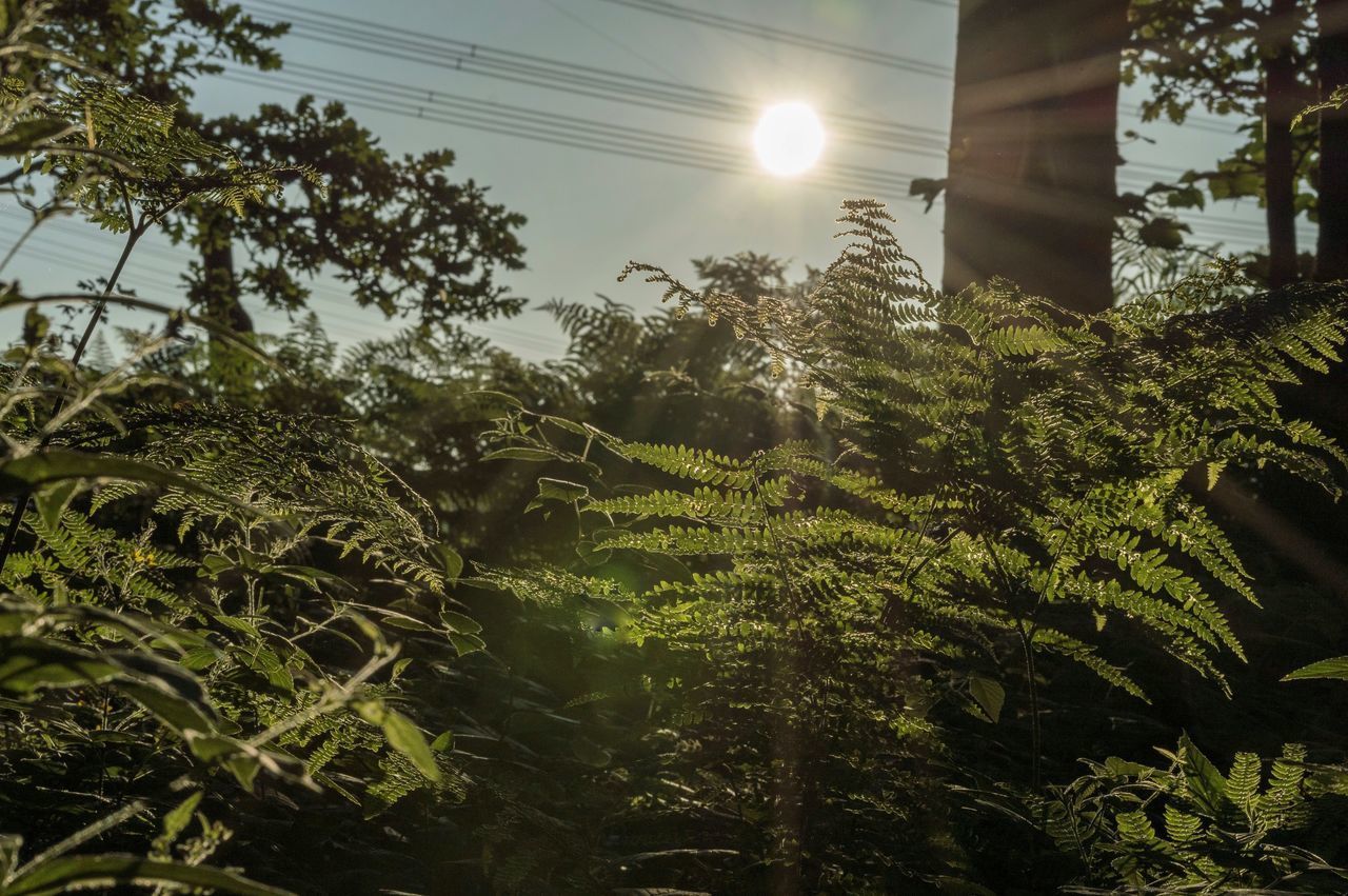 LOW ANGLE VIEW OF SUNLIGHT STREAMING THROUGH TREES