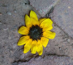 High angle view of yellow flower on cobblestone