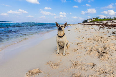 Dog on beach