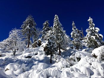 Low angle view of snow covered tree against blue sky