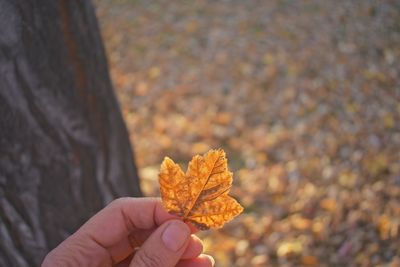 Close-up of hand holding maple leaf