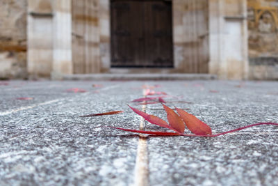 Purple autumn leaf in front of stony church gate