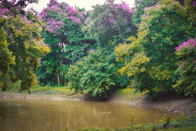 Scenic view of lake by trees against sky