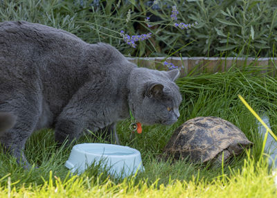 Side view of an animal on field