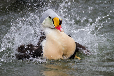 A king eider displaying for females