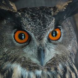 Close-up portrait of owl