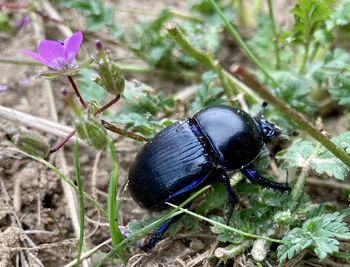 High angle view of insect on land