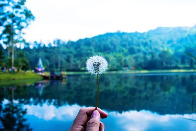 Cropped hand of person holding dandelion against lake