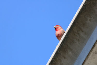 Low angle view of bird perching against blue sky