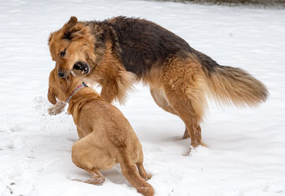 Dogs playing on snow covered field