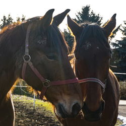 Horses in ranch