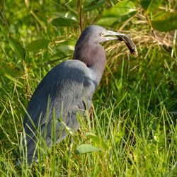 Bird perching on a field