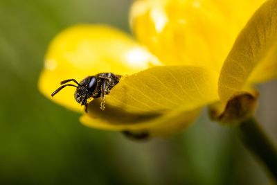 Close-up of insect on yellow flower