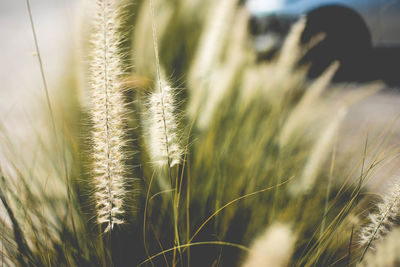 Close-up of wheat growing on field