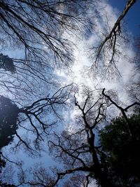 Low angle view of tree against cloudy sky